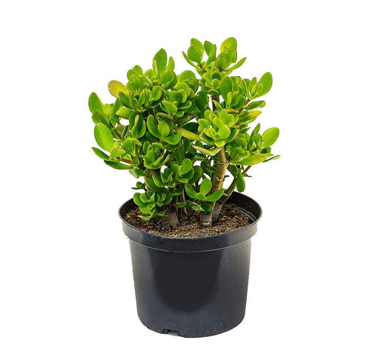 گل یشم (کراسولا آواتا)